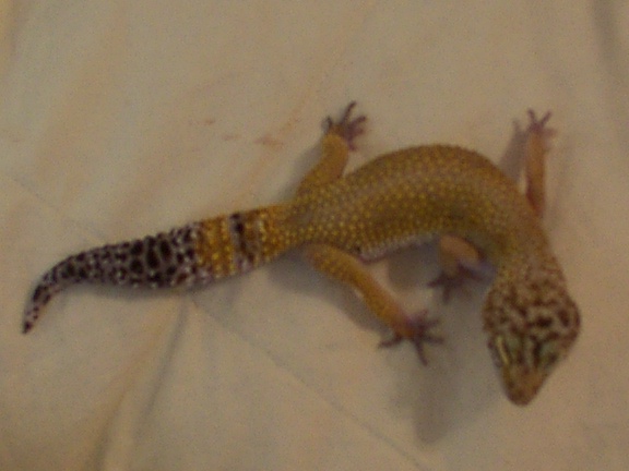 0.1 hypo leo