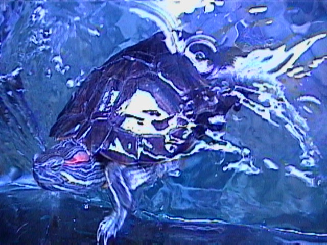 RES feeding