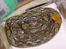 retic
