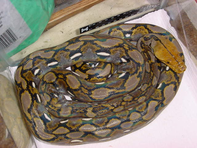 retic