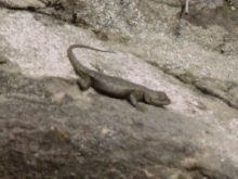 bad pic of spiny/fence lizard