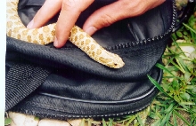 Western Hognose male
