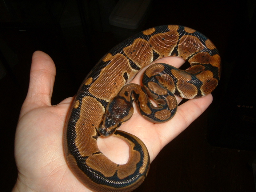 New Addition