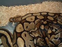 Breeding pics