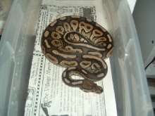06 Cinnamon male