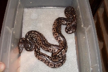 black back cinnys