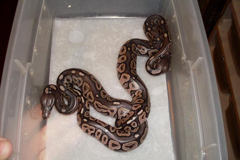 black back cinnys