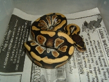 Updated pics