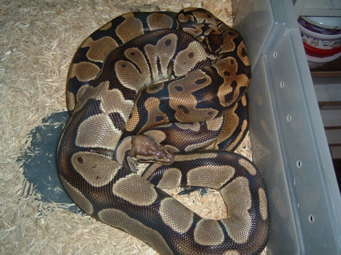 Breeding project