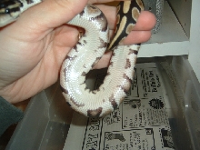 Updated pics belly shot