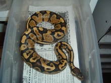06 yellowbelly male