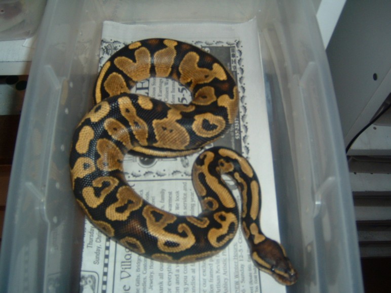 06 yellowbelly male