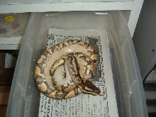 Yellowbelly belly