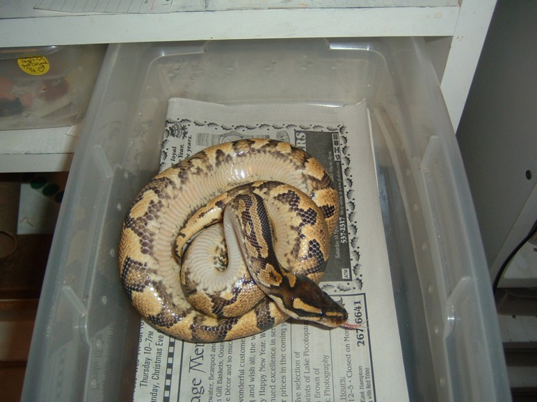 Yellowbelly belly