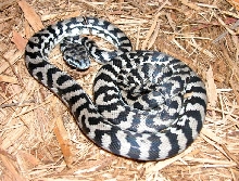 Axanthic Carpet Python