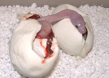 Leucistic Carpet Python