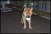 maximus as a pup 4 months