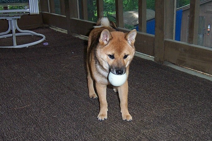 maximus as a pup 4 months