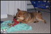 maximus enjoying a new toy