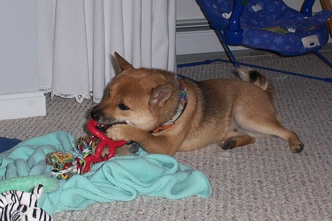 maximus enjoying a new toy