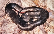 Red-bellied Black Snake (Pseudechis porphyriacus)