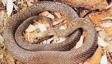 Eastern Brown Snake (Pseudonaja textilis)