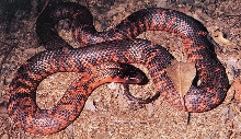 Collett's Snake (Pseudechis colletti)