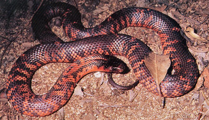 Collett's Snake (Pseudechis colletti)