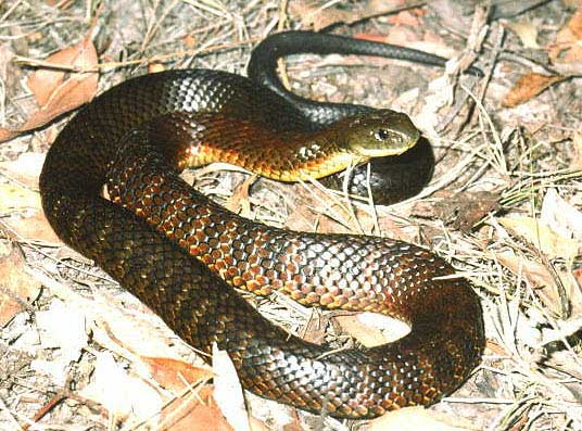 Eastern Tiger Snake (Notechis scutatus)