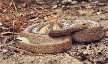 Coastal Taipan (Oxyuranus scutellatus)