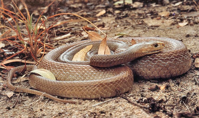 Coastal Taipan (Oxyuranus scutellatus)