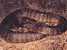 Common Tiger Snake (Notechis scutatus)