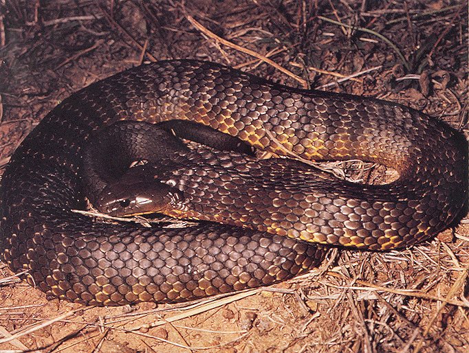 Common Tiger Snake (Notechis scutatus)
