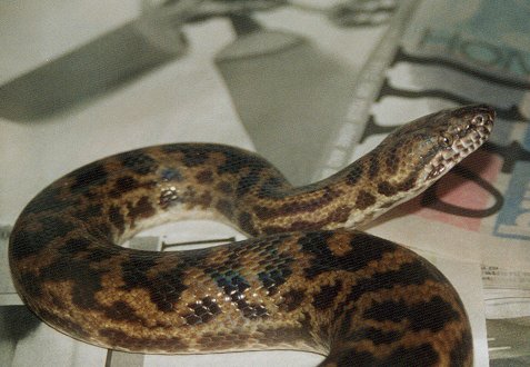 Spotted Python (Liasis maculosus)