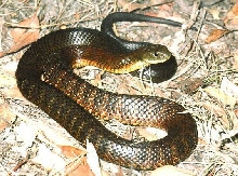 Eastern Tiger Snake (Notechis scutatus)