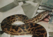 Spotted Python (Liasis maculosus)
