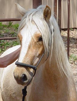 Blanca