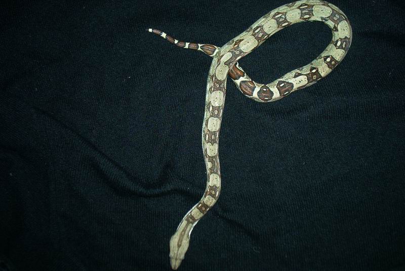 Boa