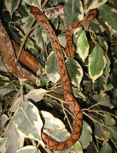 Braz Rainbow Female