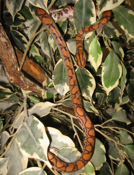 Braz Rainbow Female