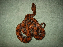 Braz Rainbow Male1