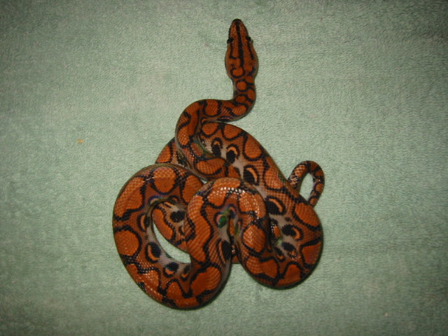 Braz Rainbow Male1