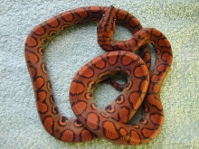 Peruvian Rainbow Boa Female