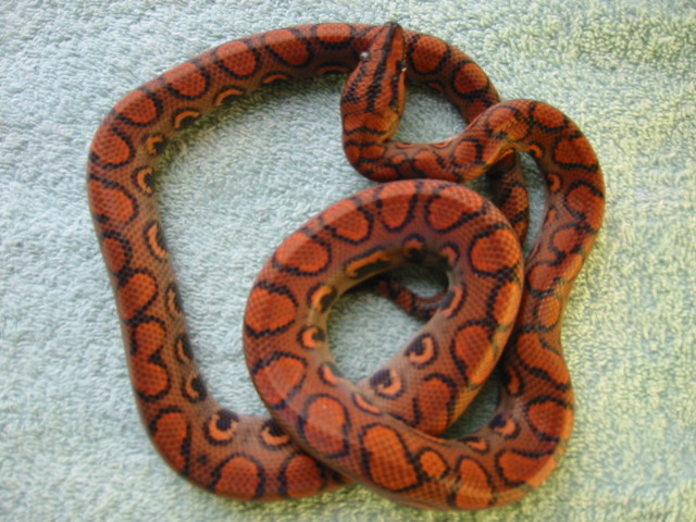 Peruvian Rainbow Boa Female