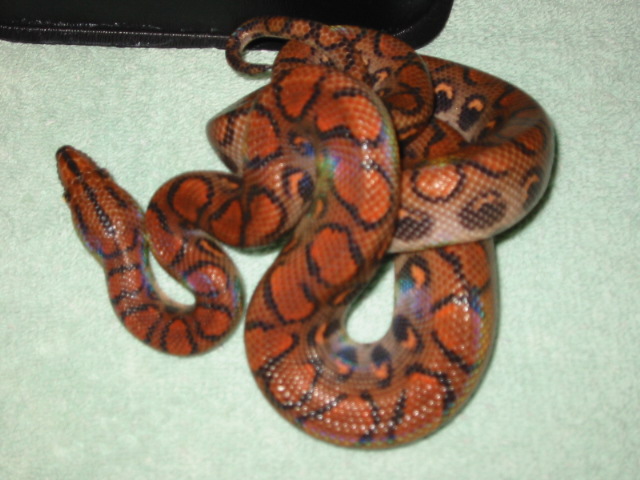 Peru Rainbow Male1