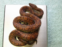 Peruvian Rainbow Boa Male2