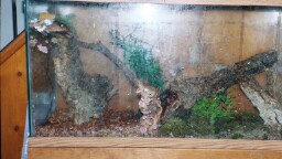 crested gecko