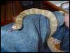 Brooksi Kingsnake?