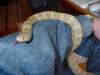Brooksi Kingsnake?