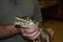 cuban croc